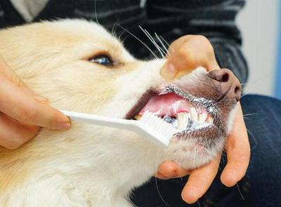 养狗，不管你多节俭，这几样口腔卫生用品该换就换！